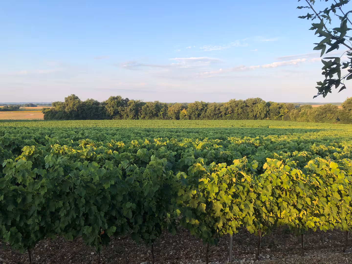Vineyards surrounding the property